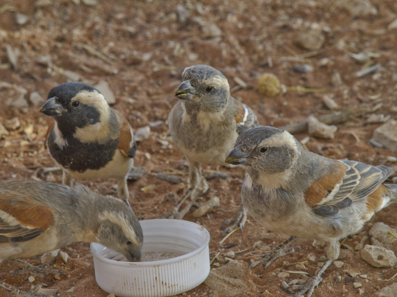 Sossusvlei, Weaver Bird